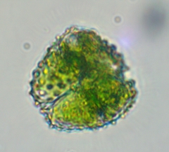 Staurastrum claviferum