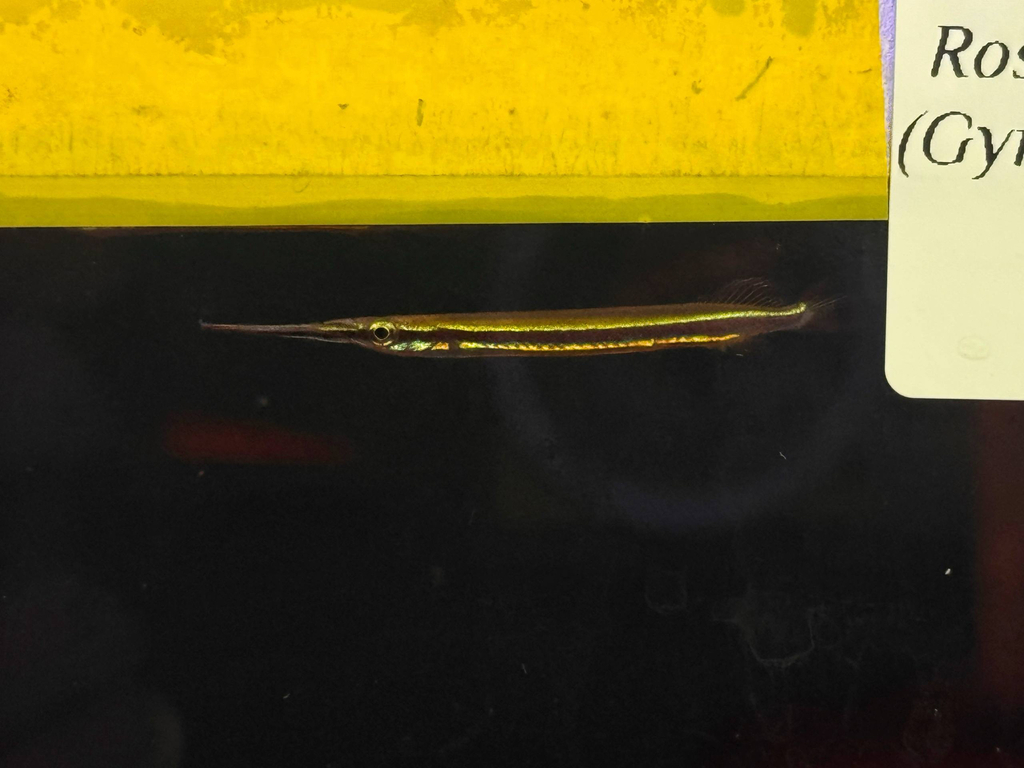Tengah halfbeak (Hemirhamphodon tengah) — Zenarchopteridae
