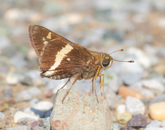 Atalopedes mesogramma