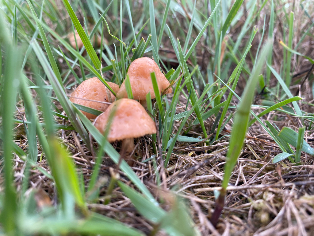 Marasmius oreades · February 2026 · photo: © hannah_whittall (iNaturalist, cc-by)