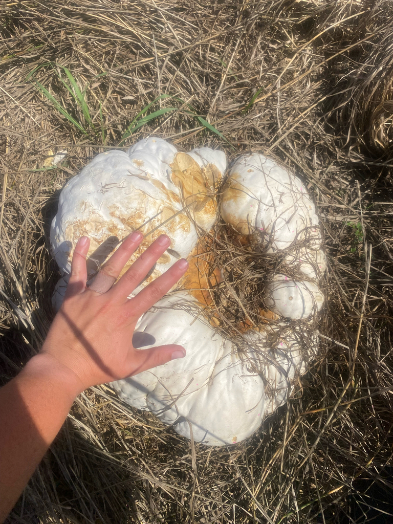 Calvatia gigantea · January 2026 · photo: © hannah_whittall (iNaturalist, cc-by)