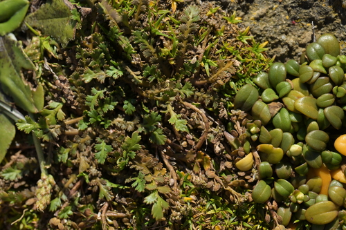 Lepidium tenuicaule observed 2026-02-03