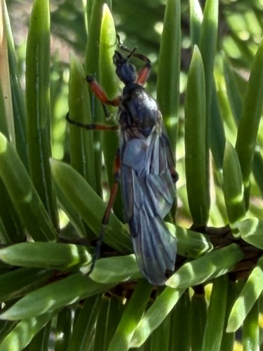 Unknown species found near Tillamook County, OR, USA