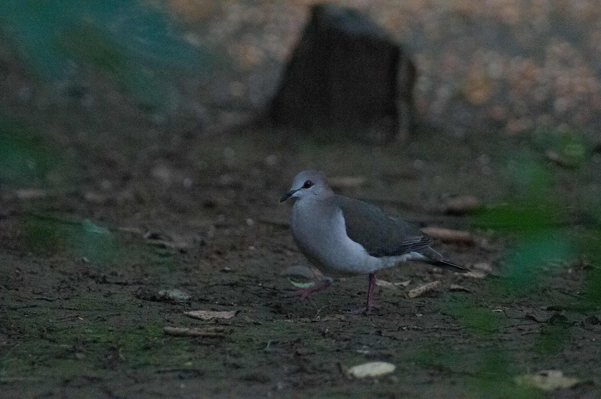 Leptotila verreauxi image