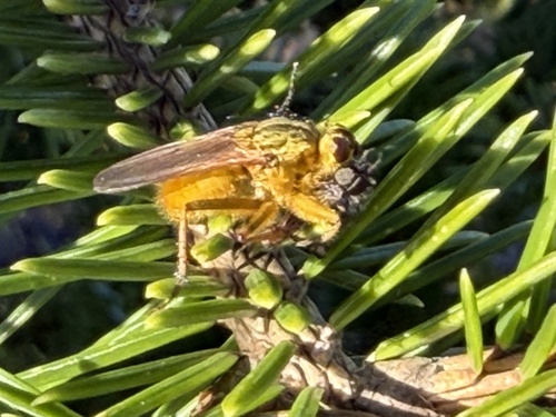Unknown species found near Tillamook County, OR, USA