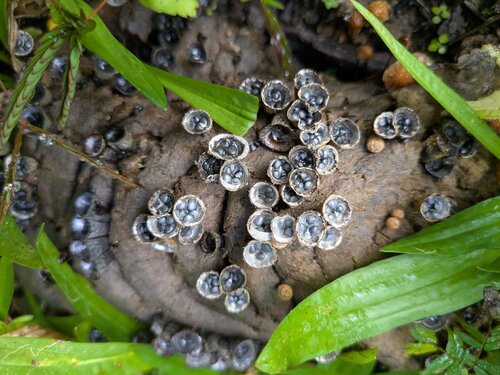 Cyathus, 2026-01-26