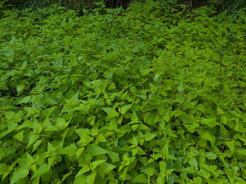Sigesbeckia orientalis, 2026-01-26