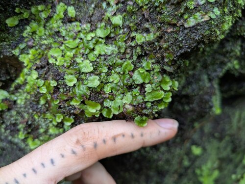 Plagiochasma japonicum