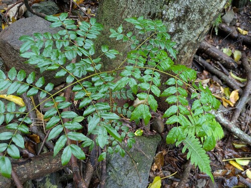 Guilandina bonduc observed 2026-01-26