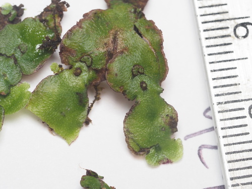 Plagiochasma japonicum