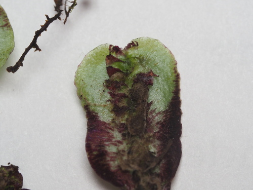 Plagiochasma japonicum