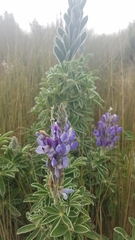 Lupinus revolutus