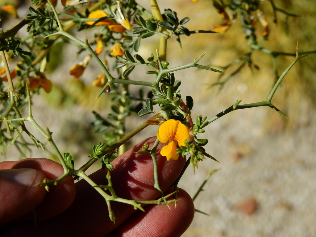 Adesmia obovata