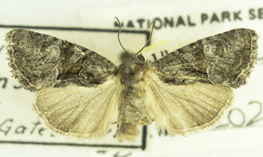 Neoligia tonsa