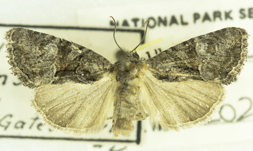Neoligia tonsa
