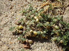 Astragalus vesiculosus