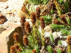 Nassauvia pyramidalis