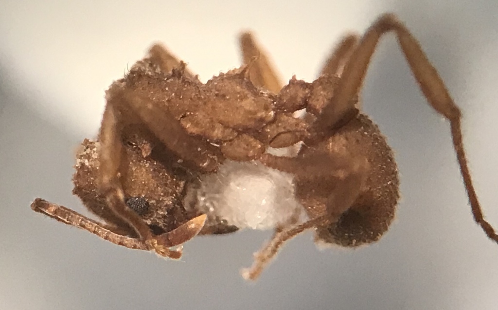 Northern Fungus Farming Ant