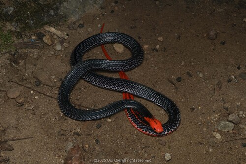 Red-headed Krait, Bungarus flaviceps