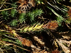 Nassauvia pyramidalis