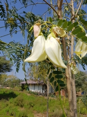 Sesbania grandiflora