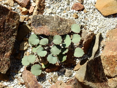 Pozoa coriacea