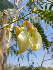 Sesbania grandiflora