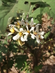 Solanum grayi