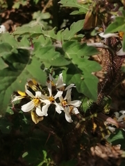 Solanum grayi