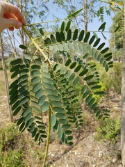 Sesbania grandiflora