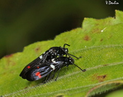 Callitettix versicolor