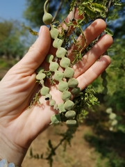 Sesbania grandiflora