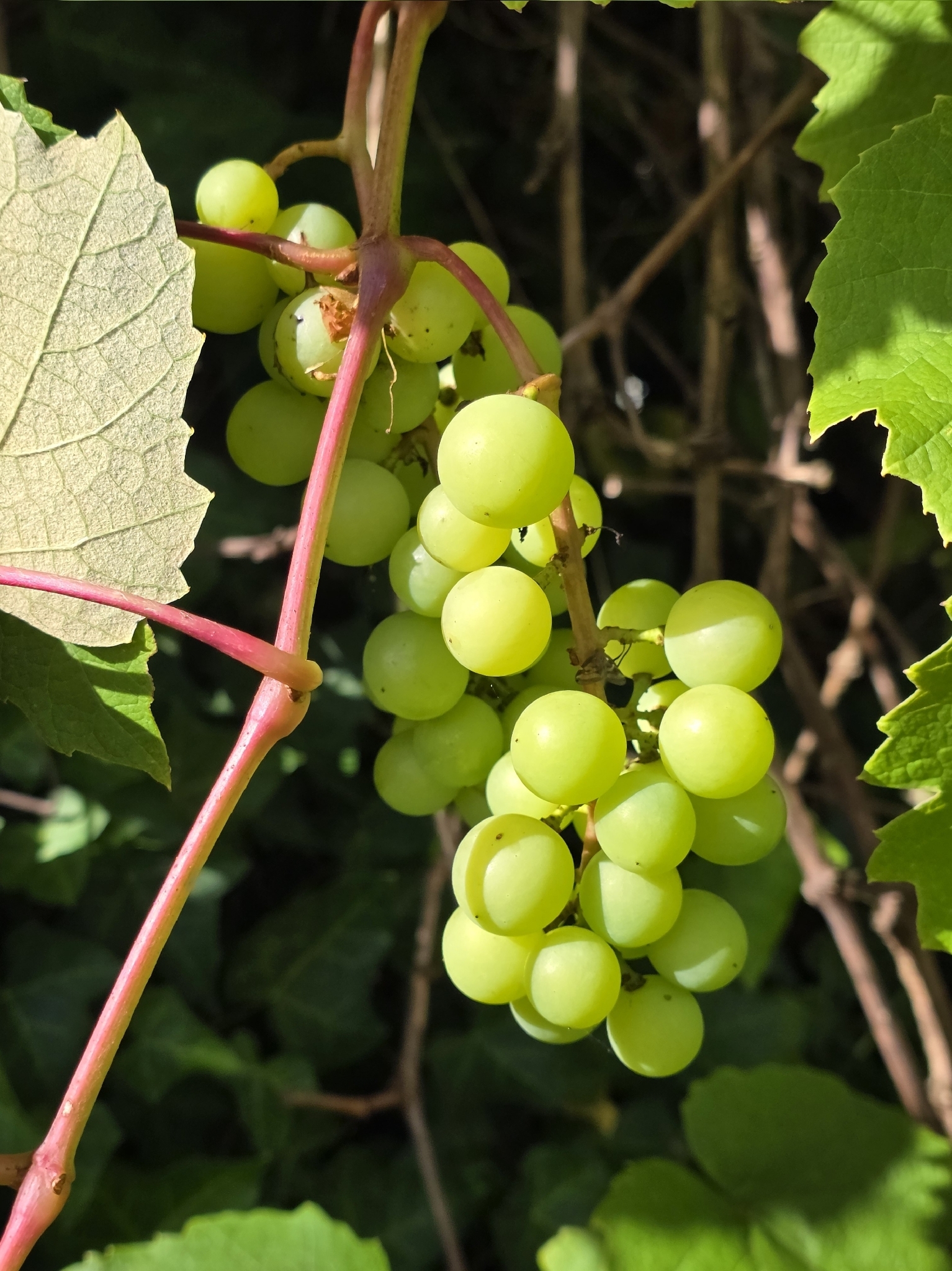 Wine Grape (Vitis vinifera)