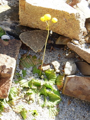 Calceolaria filicaulis