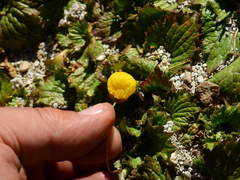 Calceolaria filicaulis