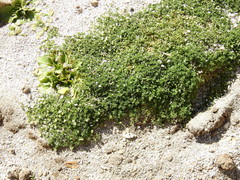 Arenaria serpens