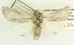 Ianassa coloradensis