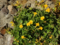 Erythranthe lutea