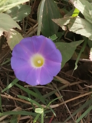 Ipomoea meyeri
