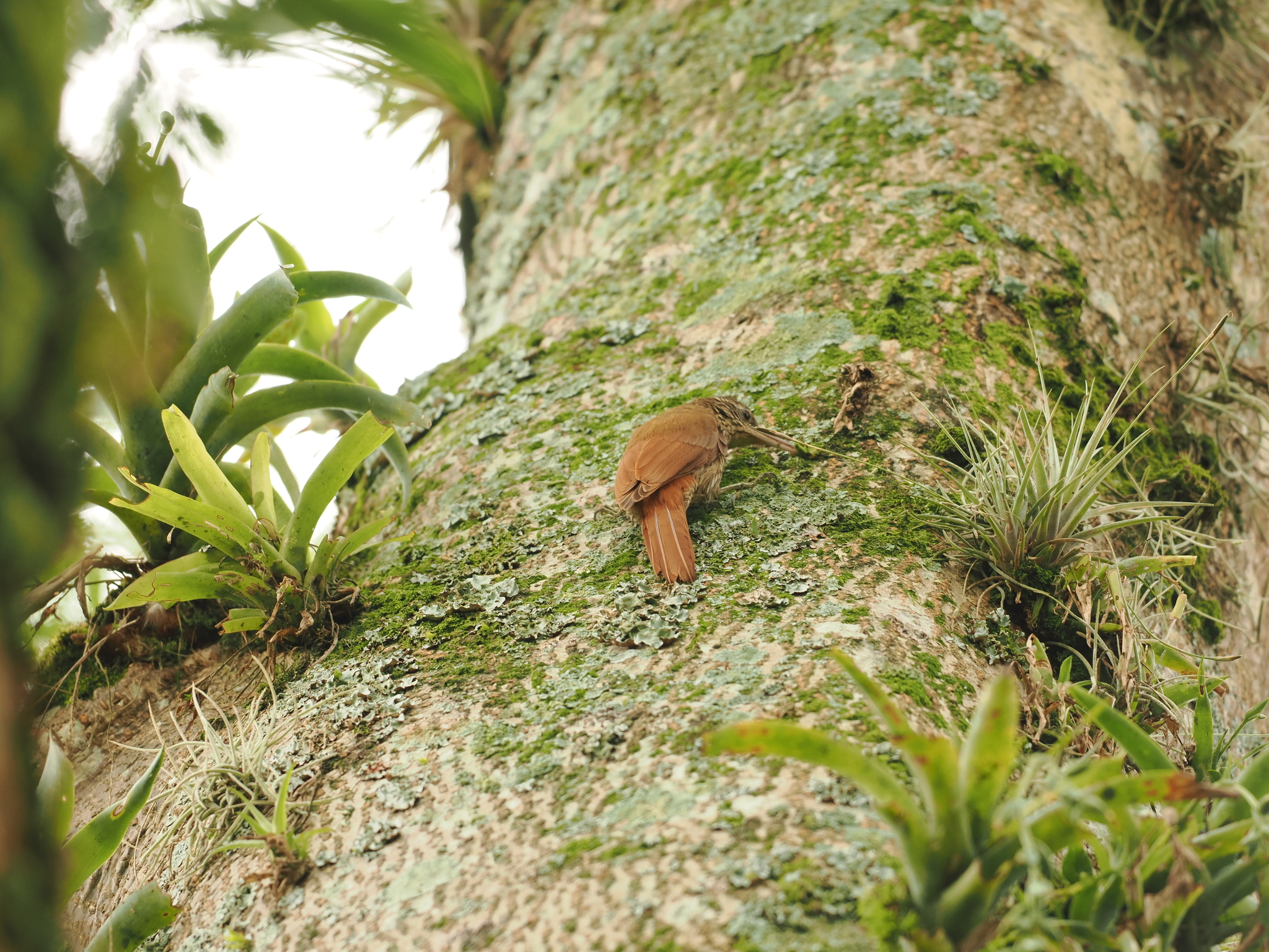 Streak-headed Woodcreeper (Lepidocolaptes souleyetii), photo 3