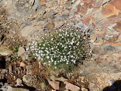 Junellia spathulata