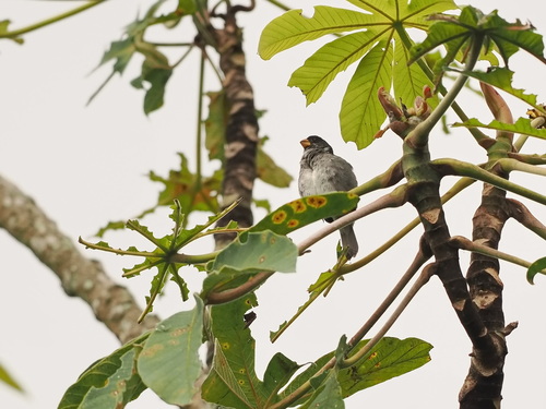 Grey Seedeater (Sporophila intermedia)