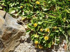 Halerpestes uniflora