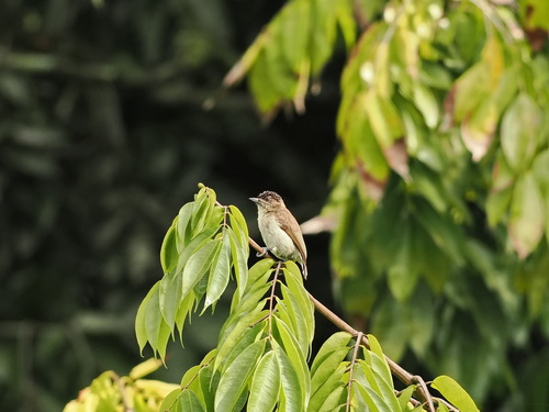 Greyish Piculet (Picumnus granadensis)
