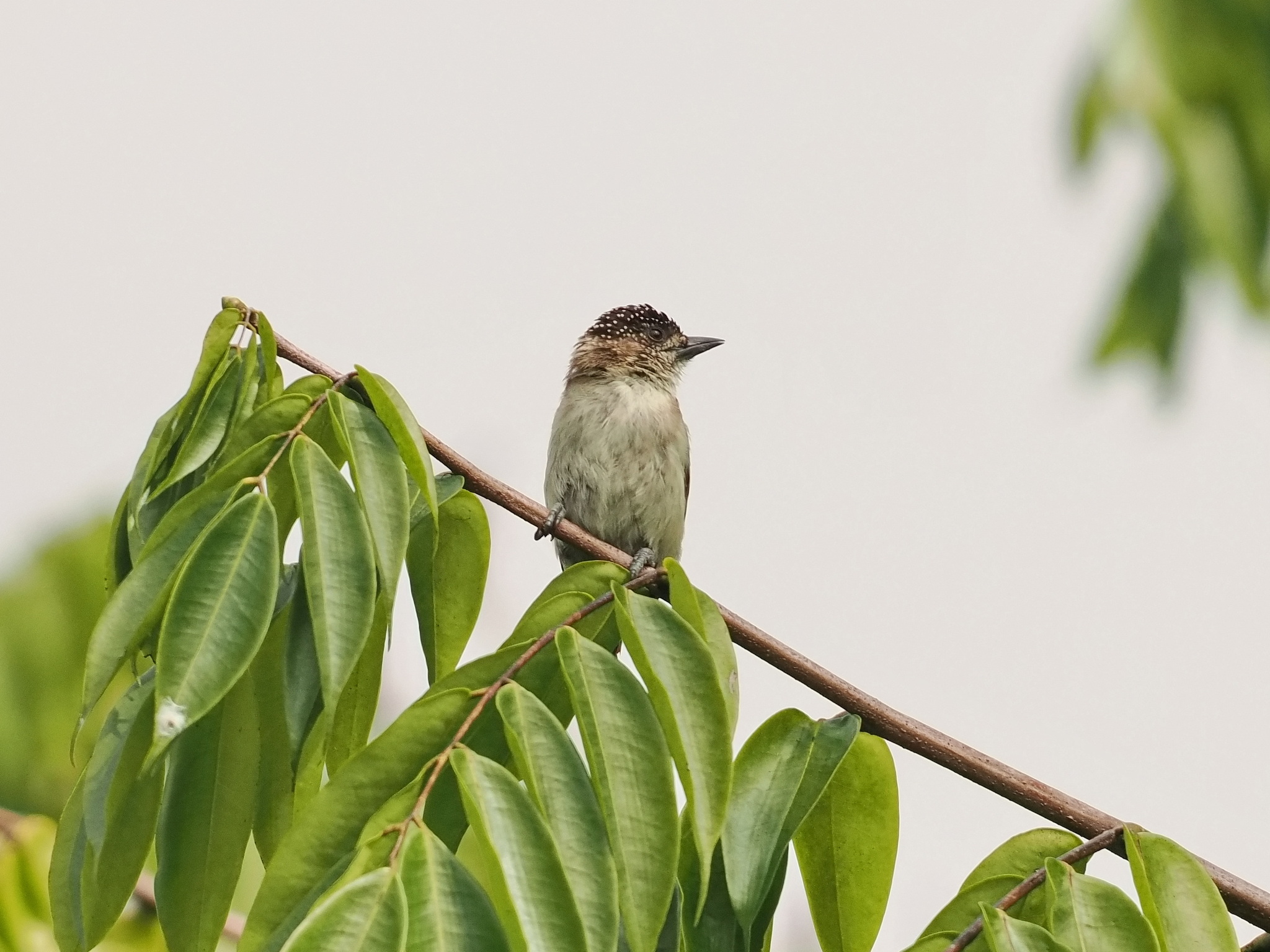 Greyish Piculet (Picumnus granadensis), photo 2