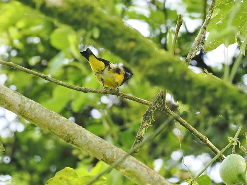 Yellow-bellied Siskin (Spinus xanthogastrus), photo 2