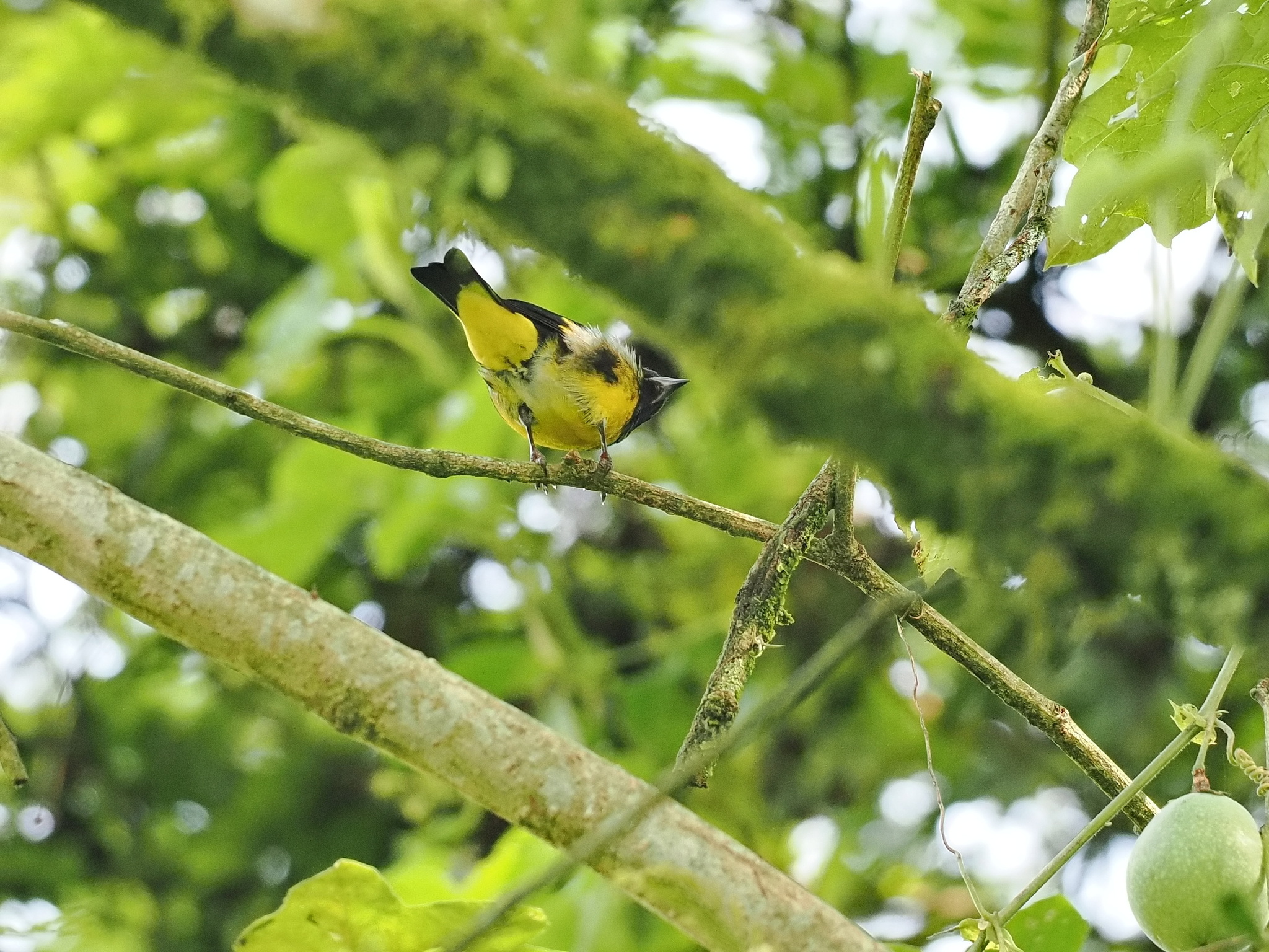 Yellow-bellied Siskin (Spinus xanthogastrus), photo 2