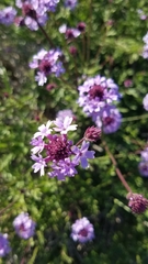 Glandularia lilacina