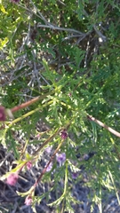 Glandularia lilacina