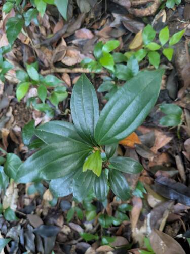 Cinnamomum verum observed 2026-01-07